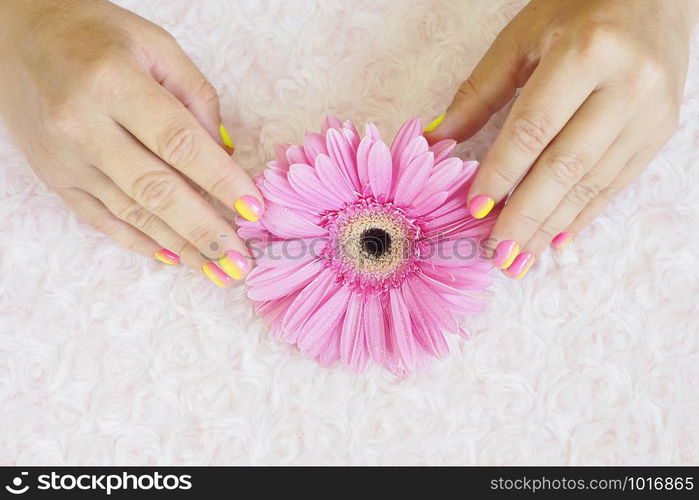 Female hands in with a bright pink-yellow gradient manicure on a plush pink background with a pink gerbera.