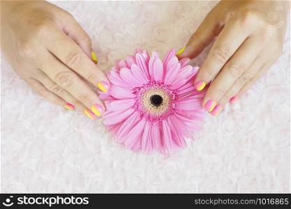 Female hands in with a bright pink-yellow gradient manicure on a plush pink background with a pink gerbera.