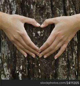 Female hands making an heart shape on a trunk of a tree. Great ecology concept