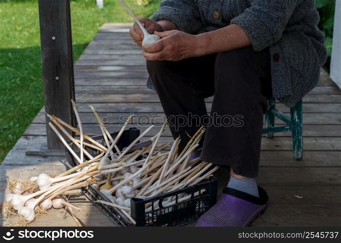 female hands peel garlic. old woman peels raw garlic in the rarden. female hands peel garlic. old woman peels raw garlic in rarden