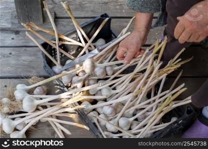female hands peel garlic. old woman peels raw garlic in the rarden. female hands peel garlic. old woman peels raw garlic in rarden