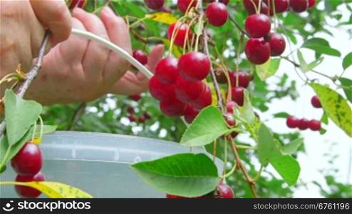 Female hands picking cherries from a tree in the orchard