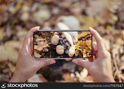 Female hands with a phone take pictures of mushrooms in the forest. The concept of autumn and active lifestyle.. Female hands with phone take pictures of mushrooms in forest