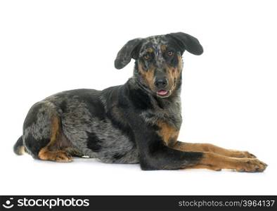 female harlequin beauceron in front of white background