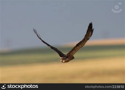 Female Harrier in flight