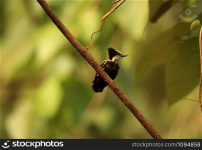 Female Heart Spotted Woodpecker, Hemicircus canencte, Ganeshgudi, Karnataka, India