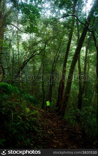 Female hiker walking under the rays of the morning sun in the mountain forest