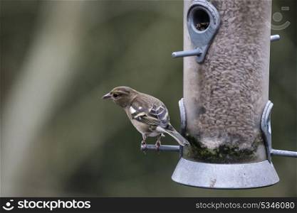 Female house sparrow passer domesticus on bird feeder
