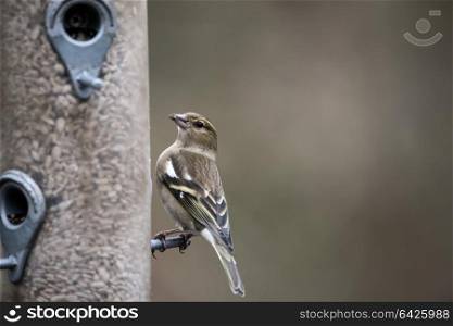 Female house sparrow passer domesticus on bird feeder