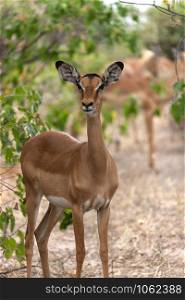 Female Impala (Aepyceros malampus malampus) in the Savuti region of Botswana, Africa.