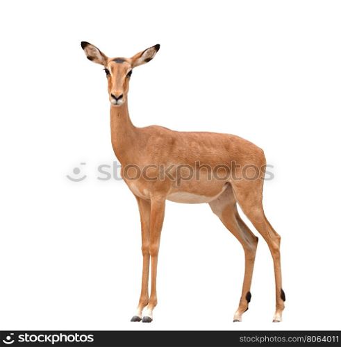 female impala isolated on a whte background