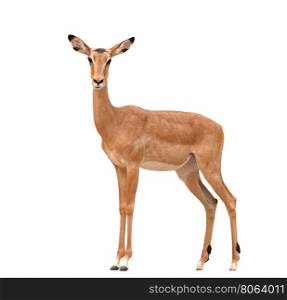 female impala isolated on a whte background