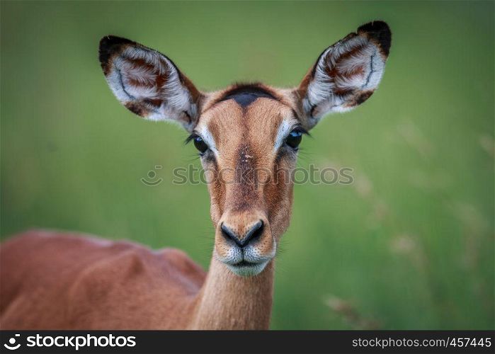 Female Impala starring at the camera in the Kruger National Park, South Africa.