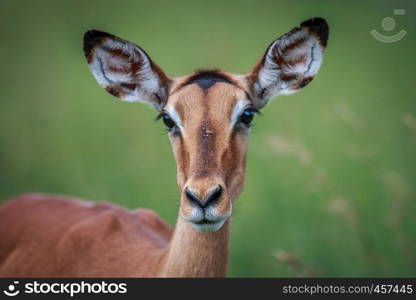 Female Impala starring at the camera in the Kruger National Park, South Africa.