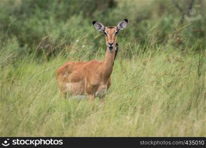 Female Impala starring at the camera in the Okavango delta, Botswana.