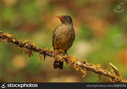 Female Indian Blackbird, Turdus simillimus, Ganeshgudi, Karnataka, India