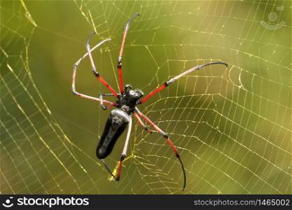 Female Indian Gaint Wood Spider, Nephila pilipes, Coorg, Karnataka, India