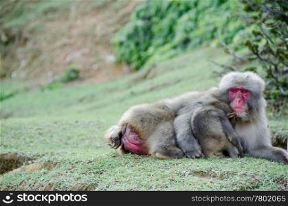 Female japanese macaque with baby. Female japanese macaque, Macaca fuscata, lying on the ground with a baby sleeping in her arm