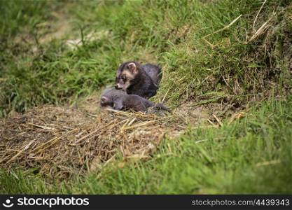 Female Jill polecat mustelinae putorisus dragging baby kit into burrow
