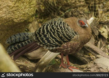 Female Kalij Pheasant stands on the ground. There is a hair on the top of the body is brown. It is found in the Himalayas, China, Thailand and Burma, Thailand.