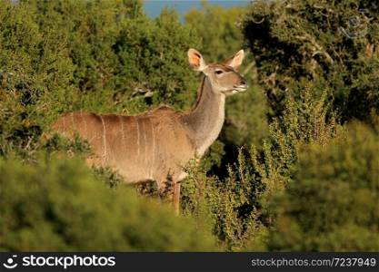 Female kudu antelope (Tragelaphus strepsiceros) in natural habitat, South Africa