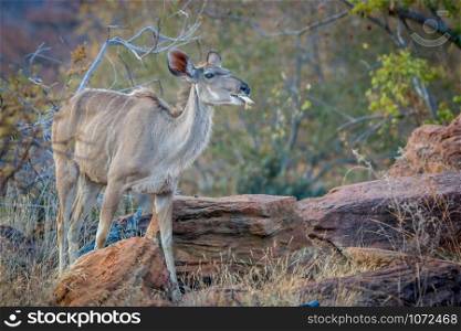 Female Kudu chewing on a bone in the Welgevonden game reserve, South Africa.