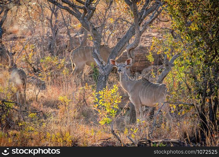 Female Kudu standing in the bush in the Welgevonden game reserve, South Africa.