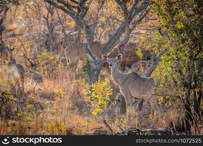 Female Kudu standing in the bush in the Welgevonden game reserve, South Africa.
