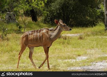Female kudu (Tragelaphus strepsiceros) in a forest, Okavango Delta, Botswana