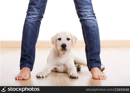 Female legs with a cute puppy looking to you
