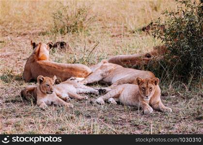 Female Lion and young lions lie on ground staring at camera. Serengeti Grumeti reserve Savanna forest - African Tanzania Safari wildlife trip during great migration