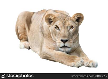 female lion isolated on white background