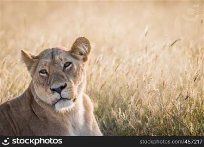 Female Lion looking back in the Chobe National Park, Botswana.