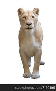 female lion (panthera leo) isolated on white background