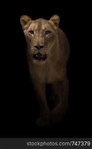 female lion (panthera leo) walking in dark background