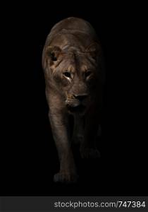 female lion (panthera leo) walking in dark background