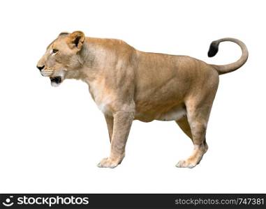female lion (panthera leo) walking isolated on white background