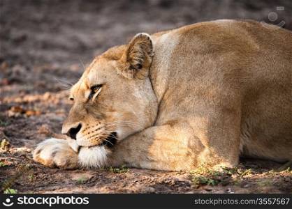 Female lion relaxing near Kruger National Park