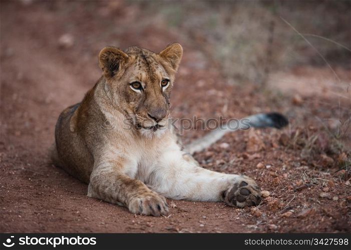 Female lion relaxing on a dirt path