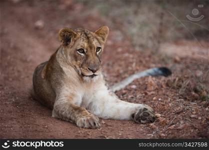 Female lion relaxing on a dirt path