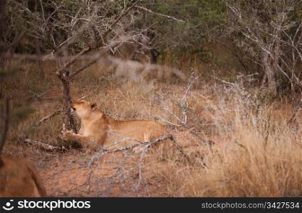 Female lion scratching at a tree, South Africa