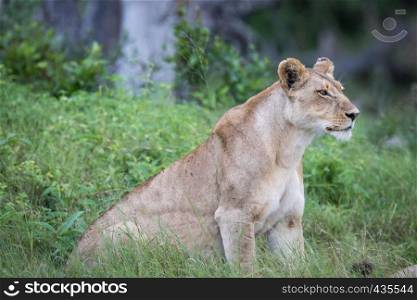 Female Lion sitting in the grass in the Okavango delta, Botswana.