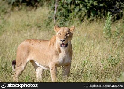 Female Lion standing in the grass in the Chobe National Park, Botswana.