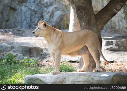 female lion standing in the zoo