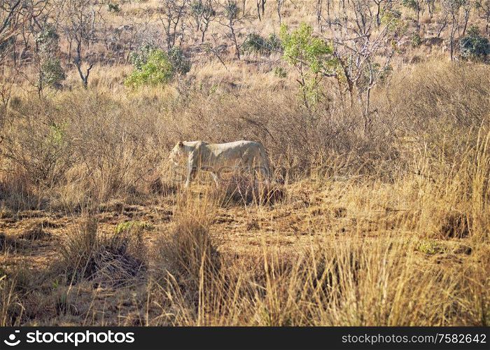 Female lion walking in the grass on the savannah in South Africa