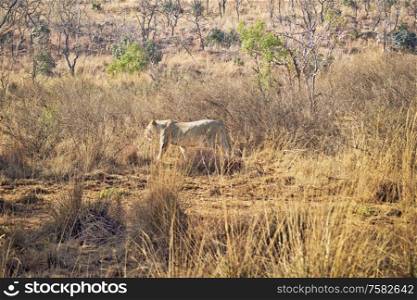 Female lion walking in the grass on the savannah in South Africa