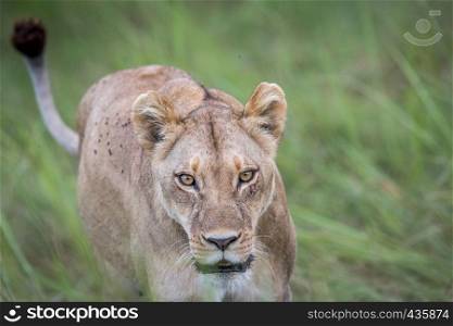 Female Lion walking towards the camera in the Okavango delta, Botswana.