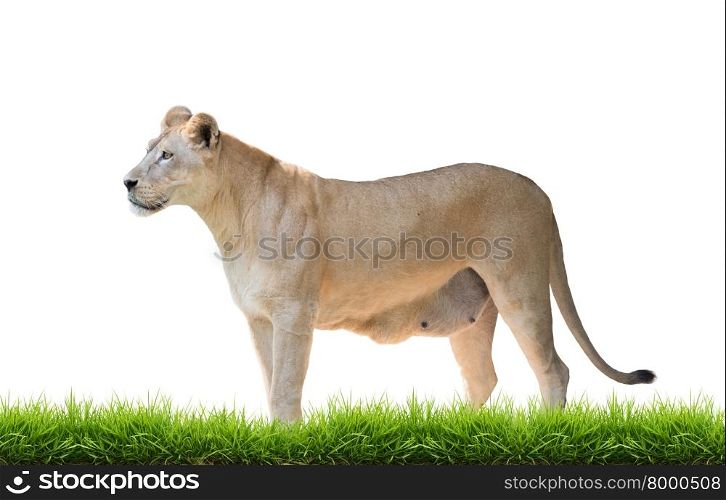 female lion with green grass isolated on white background