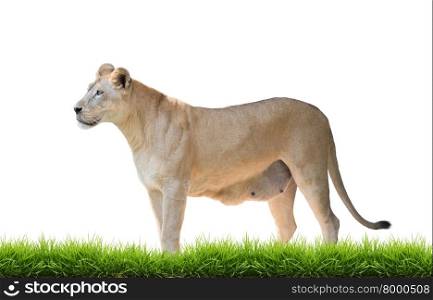 female lion with green grass isolated on white background