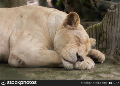 Female (lioness) lion (Panthera leo) sleeping on the ground.